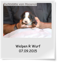 Welpen R Wurf 07.09.2015