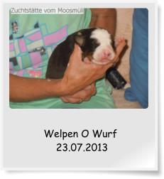 Welpen O Wurf  23.07.2013