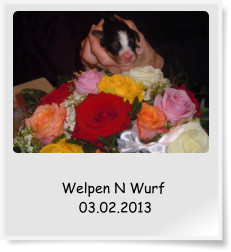 Welpen N Wurf  03.02.2013