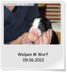 Welpen M Wurf  09.06.2012