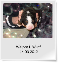 Welpen L Wurf  14.03.2012