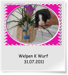 Welpen K Wurf  31.07.2011