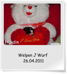 Welpen J Wurf  26.04.2011