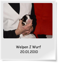 Welpen I Wurf  20.01.2010