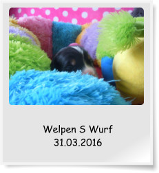 Welpen S Wurf 31.03.2016