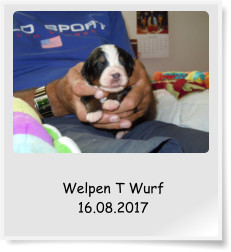 Welpen T Wurf 16.08.2017