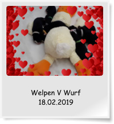 Welpen V Wurf 18.02.2019