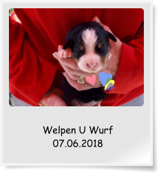 Welpen U Wurf 07.06.2018