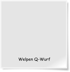 Welpen Q-Wurf
